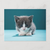 Little Kitten Briefkaart (Voorkant)