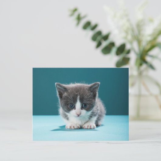 Little Kitten Briefkaart (Staand voorkant)