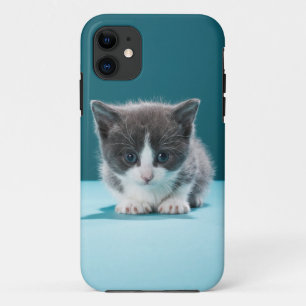 Little Kitten iPhone 11 Hoesje