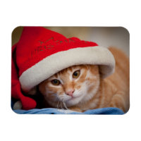 Little Kitten in Red kerstPet