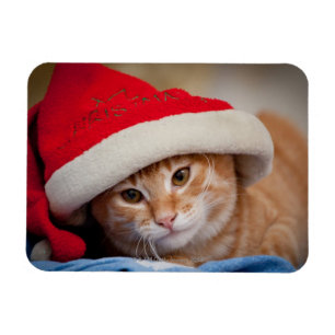 Little Kitten in Red kerstPet Magneet