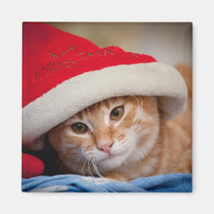 Little Kitten in Red kerstPet Magneet