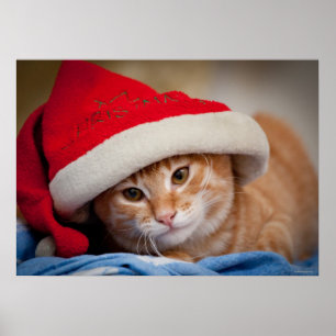 Little Kitten in Red kerstPet Poster
