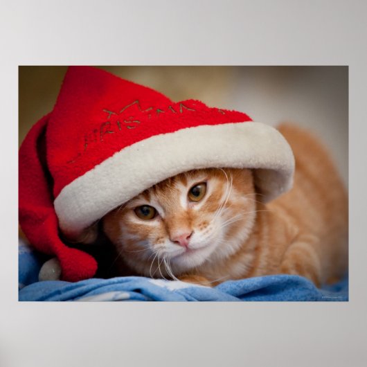 Little Kitten in Red kerstPet Poster (Voorkant)