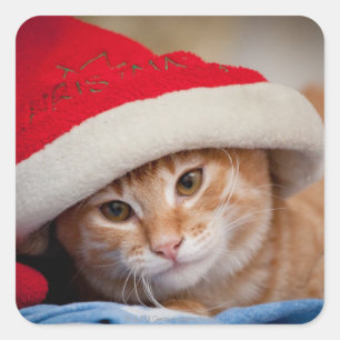 Little Kitten in Red kerstPet Vierkante Sticker