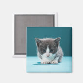 Little Kitten Magneet (Voorkant / Achterkant)