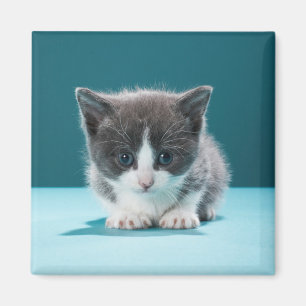 Little Kitten Magneet