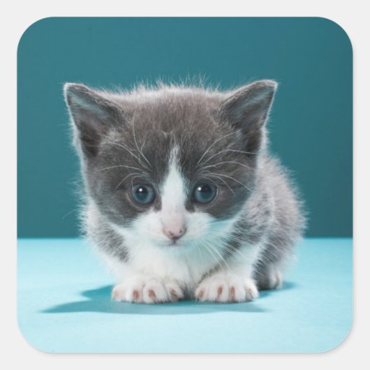 Little Kitten Vierkante Sticker (Voorkant)