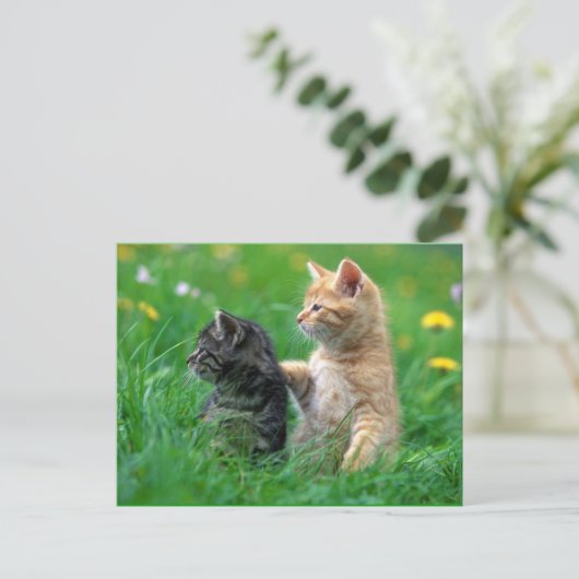 little_kittens (26) de katten schattige verward briefkaart (Staand voorkant)