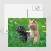 little_kittens (26) de katten schattige verward briefkaart (Voorkant / Achterkant)