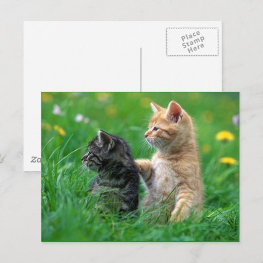 little_kittens (26) de katten schattige verward briefkaart (Voorkant / Achterkant)