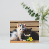 Little Kittens Flower Briefkaart (Staand voorkant)