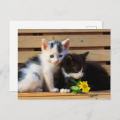 Little Kittens Flower Briefkaart (Voorkant / Achterkant)
