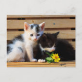 Little Kittens Flower Briefkaart (Voorkant)