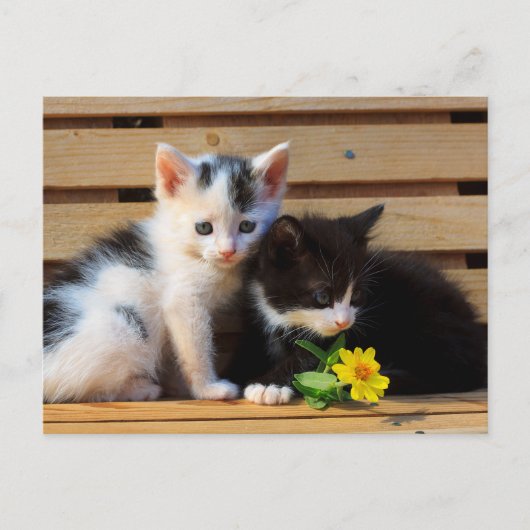 Little Kittens Flower Briefkaart (Voorkant)