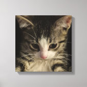 Little kitty canvas afdruk (Voorkant)