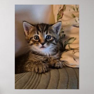 Little kitty poster