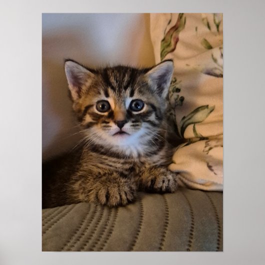 Little kitty poster (Voorkant)