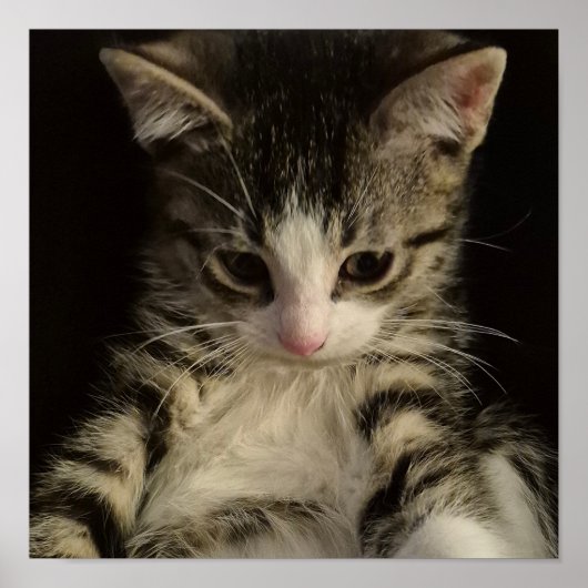 Little kitty poster (Voorkant)