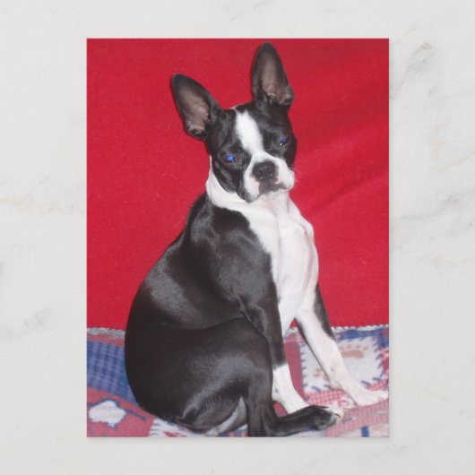 Little Lady Lola bug Briefkaart (Voorkant)