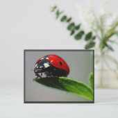 Little Ladybug Briefkaart (Staand voorkant)
