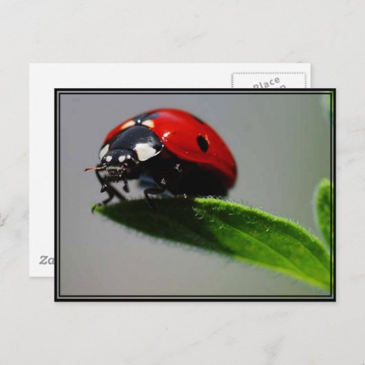 Little Ladybug Briefkaart (Voorkant / Achterkant)