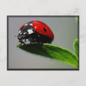 Little Ladybug Briefkaart (Voorkant)