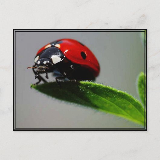 Little Ladybug Briefkaart (Voorkant)