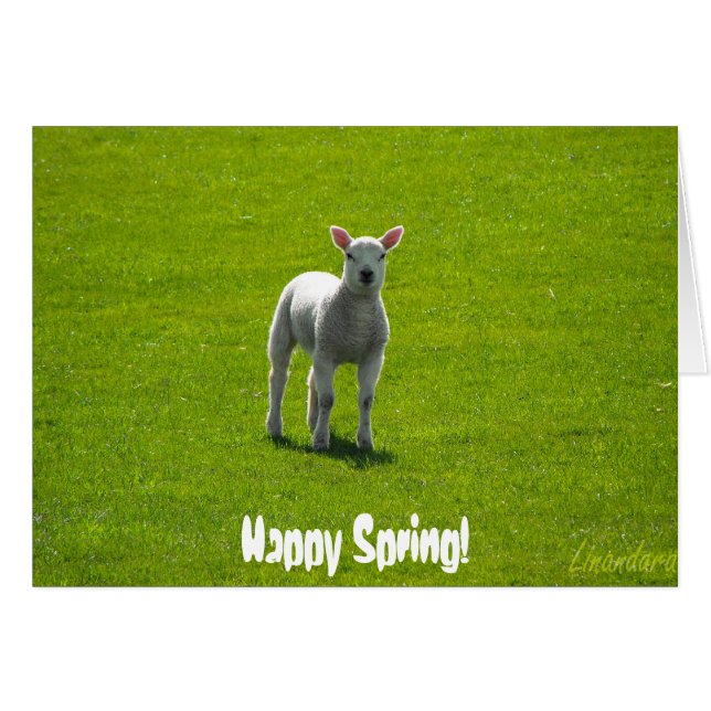 Little Lamb (Voorkant Horizontaal)