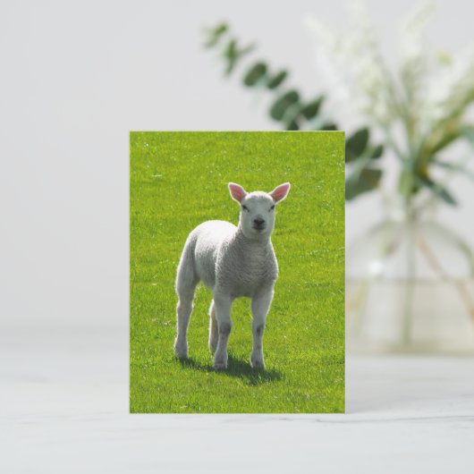 Little Lamb Briefkaart (Staand voorkant)