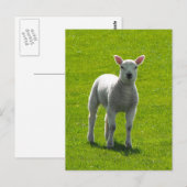 Little Lamb Briefkaart (Voorkant / Achterkant)
