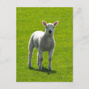 Little Lamb Briefkaart