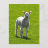Little Lamb Briefkaart (Voorkant)