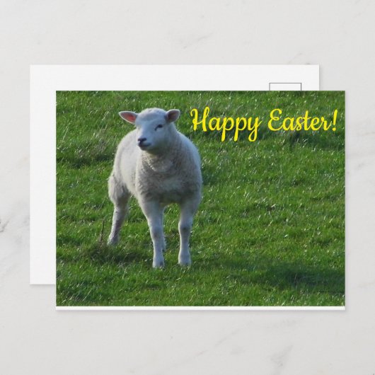 Little Lamb Briefkaart (Voorkant / Achterkant)