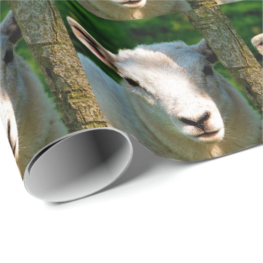 LITTLE LAMB CUTE CADEAUPAPIER (Rol Hoek)