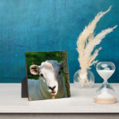 LITTLE LAMB CUTE FOTOPLAAT (Insitu)