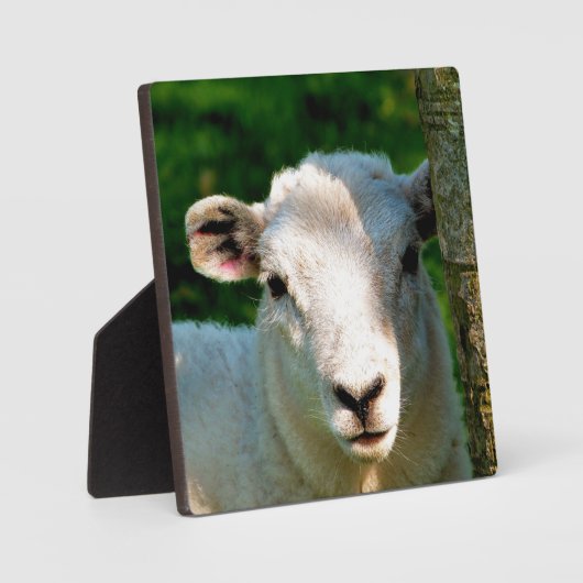 LITTLE LAMB CUTE FOTOPLAAT (Voorkant)