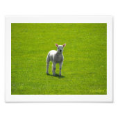 Little Lamb Foto Afdruk (Voorkant)