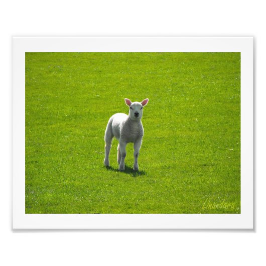 Little Lamb Foto Afdruk (Voorkant)