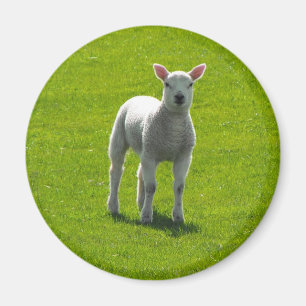 Little Lamb Magneet