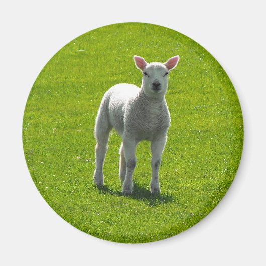 Little Lamb Magneet (Voorkant)