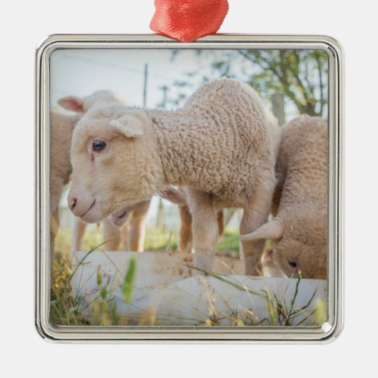 Little Lamb Metalen Ornament (Voorkant)