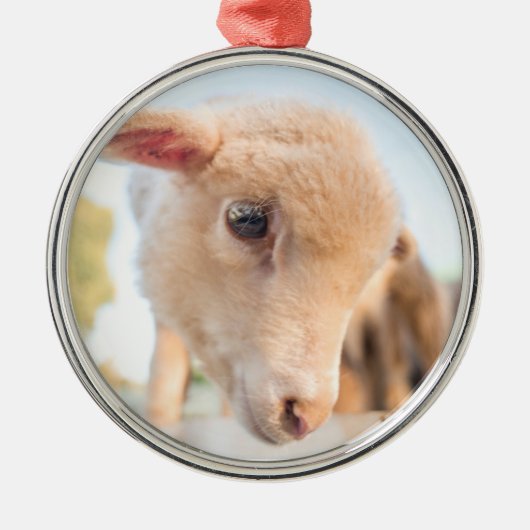 Little Lamb Metalen Ornament (Voorkant)