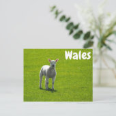 Little Lamb on Green Fields of Wales Briefkaart (Staand voorkant)