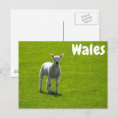 Little Lamb on Green Fields of Wales Briefkaart (Voorkant / Achterkant)