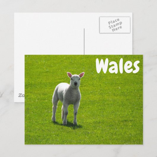 Little Lamb on Green Fields of Wales Briefkaart (Voorkant / Achterkant)