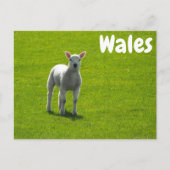 Little Lamb on Green Fields of Wales Briefkaart (Voorkant)