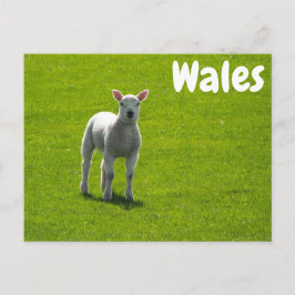 Little Lamb on Green Fields of Wales Briefkaart