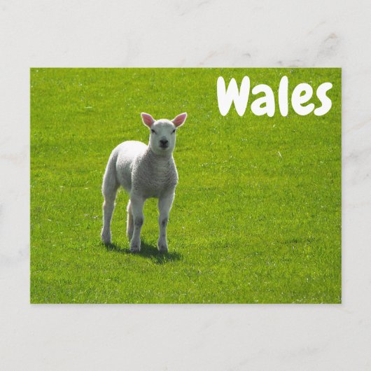 Little Lamb on Green Fields of Wales Briefkaart (Voorkant)