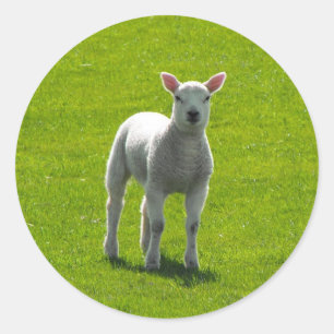 Little Lamb Ronde Sticker